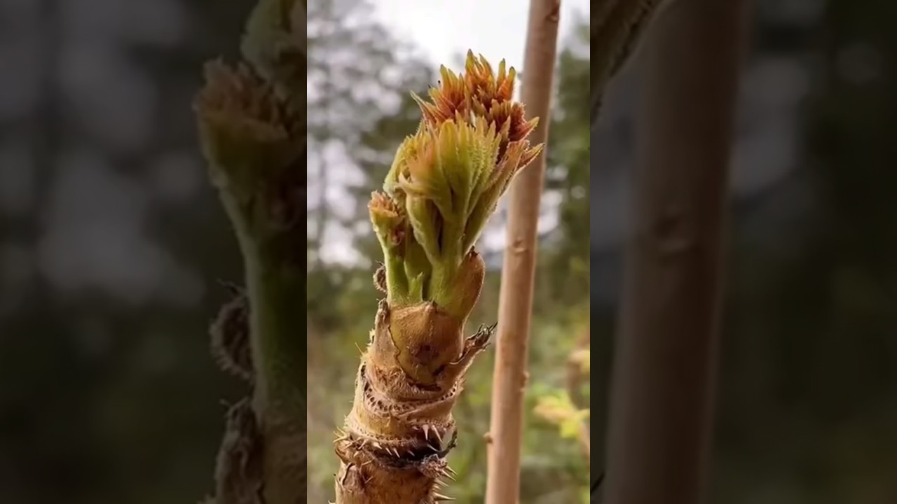 Harvesting wild vegetables # forest #garden #shortsvideo