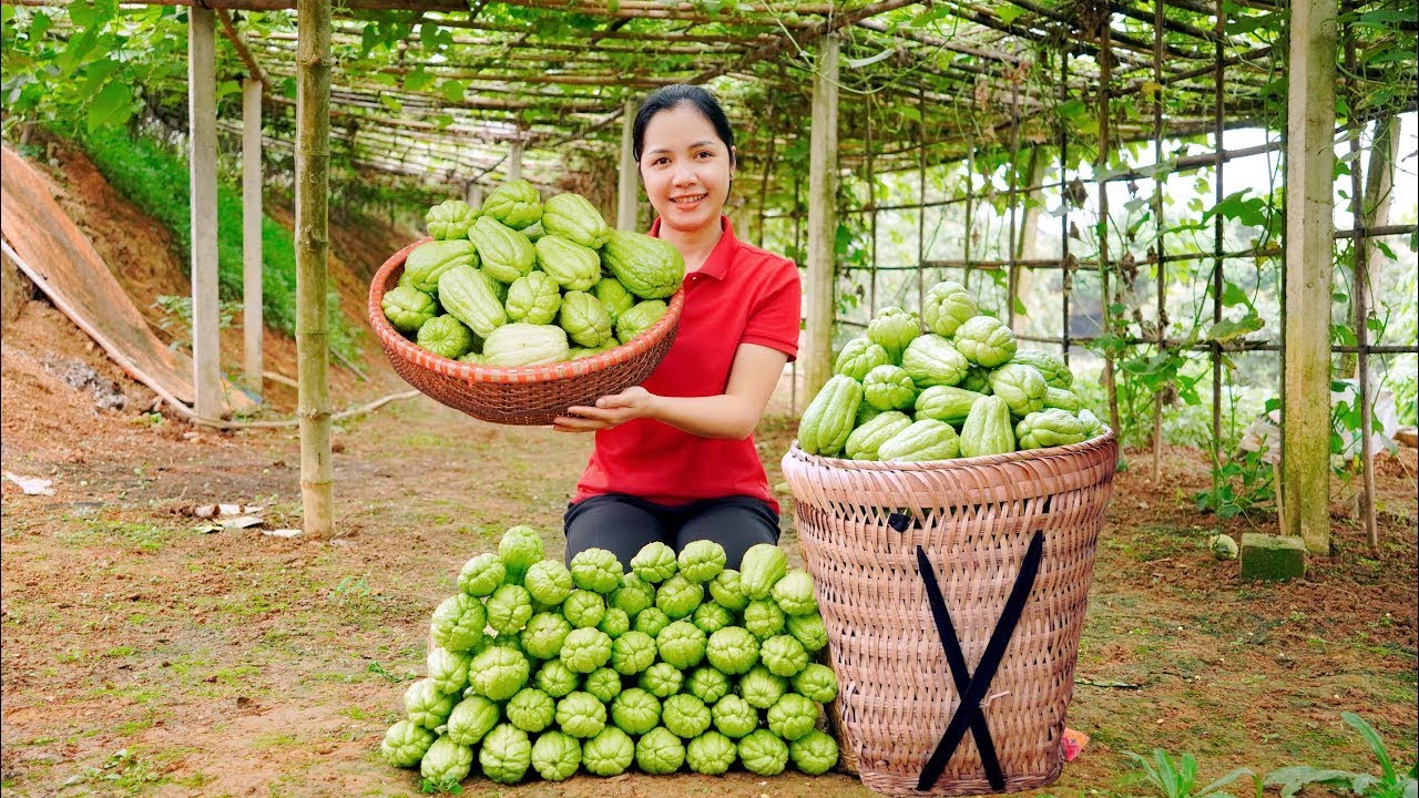 Harvesting Chayote Vines to Sell at the Local Market | Simple Countryside Life
