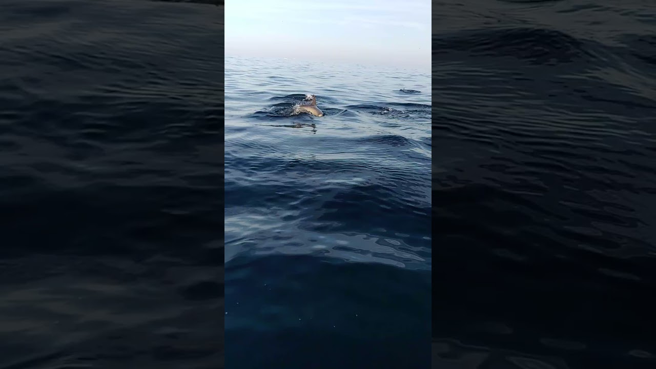 Dolphin Pod Pacific Ocean Near Los Angeles