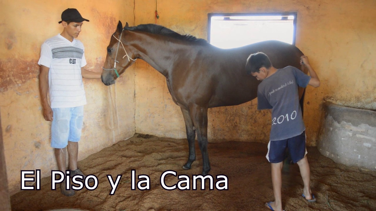 Universidad San Carlos - Construcciones Rurales - Pesebreras para equinos
