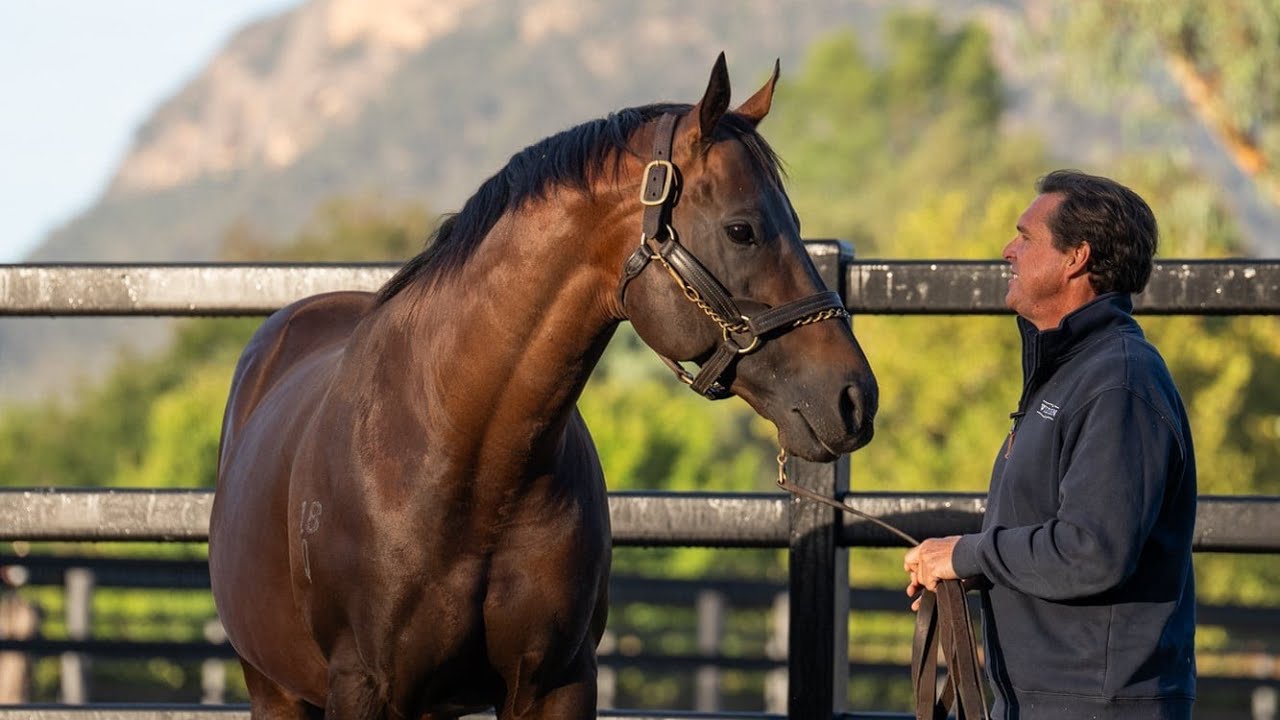 From dawn to dusk at Widden Stud - 2024 Inglis Easter Yearling Sale