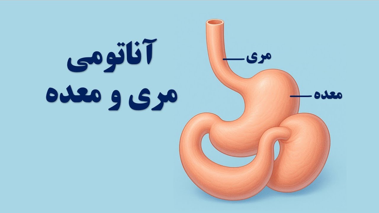آشنایی کامل با آناتومی، عروق و اعصاب مری و معده | آموزش جامع پزشکی