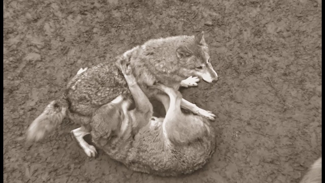 Alpha & Omega: Wolf Dominance Behaviour / Dominanzverhalten / Fighting, submission, cooperation