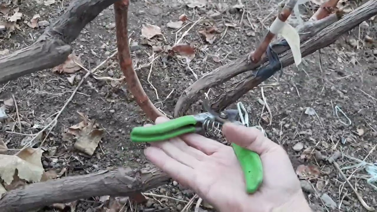 Жүзімді осылай кессеңіз, жылда өнім аласыз.