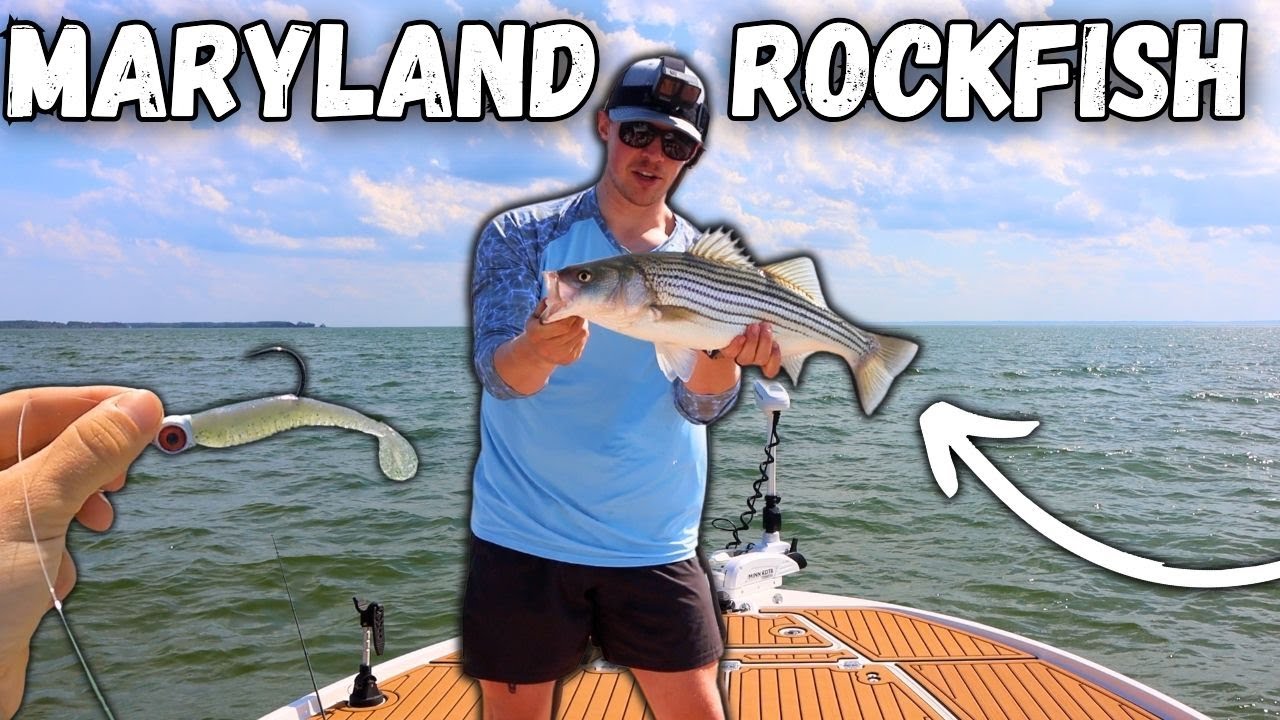 The ROCKFISH Bite Is HOT! (Fishing The Shallows!) | Chesapeake Bay Striped Bass Fishing!