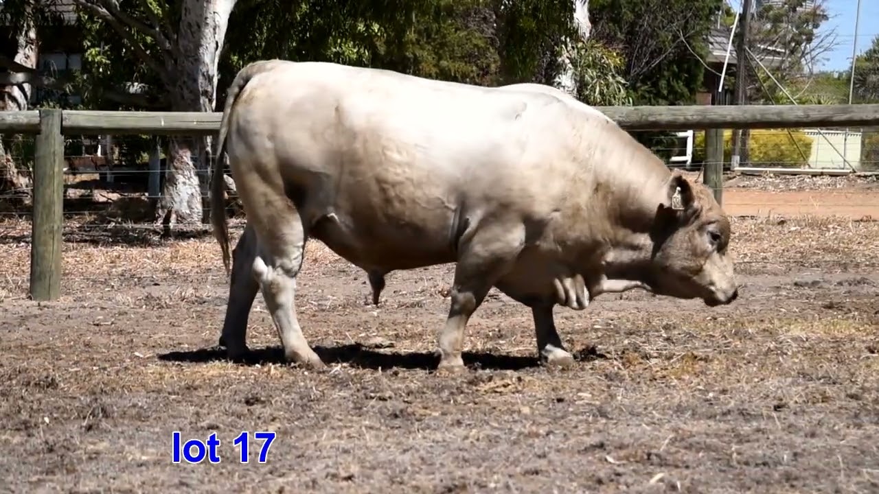 Lot 17 2026 sale