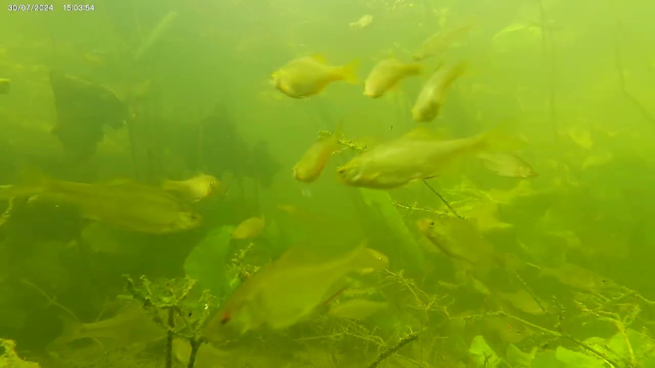 la vie dans nos rivières 