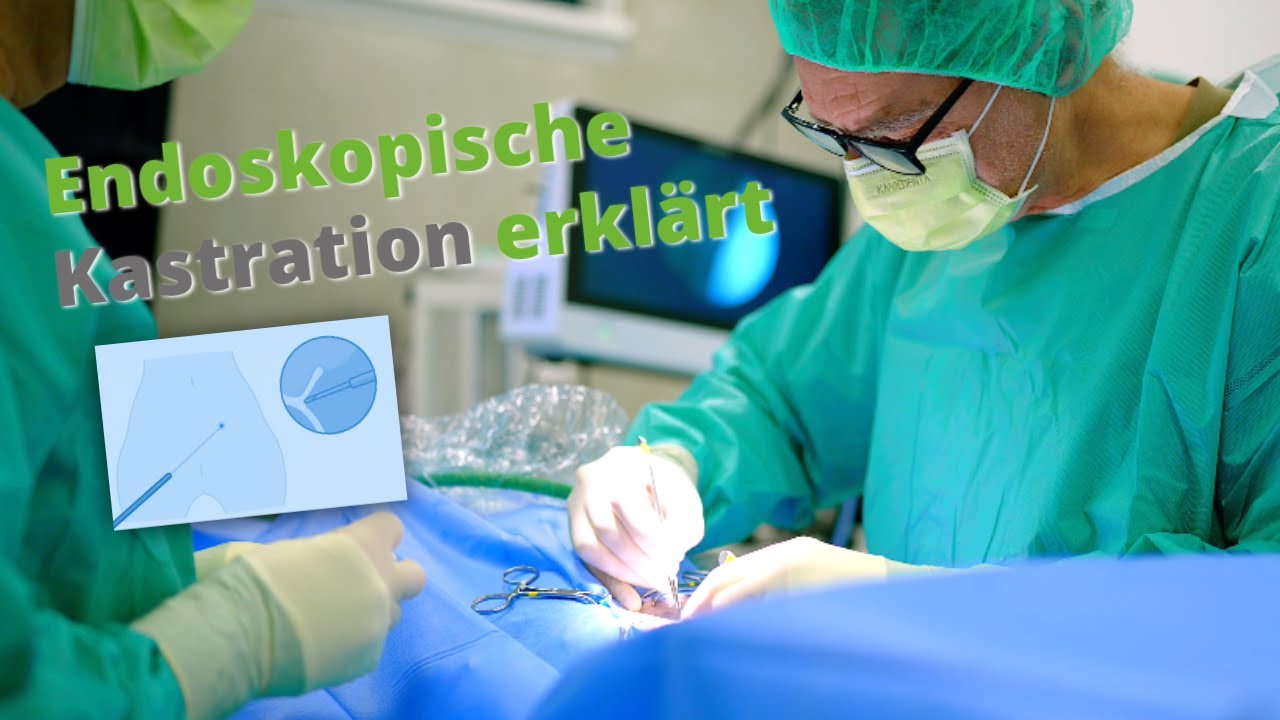 Was ist eine „sanfte Kastration“? – Endoskopische Kastration erklärt