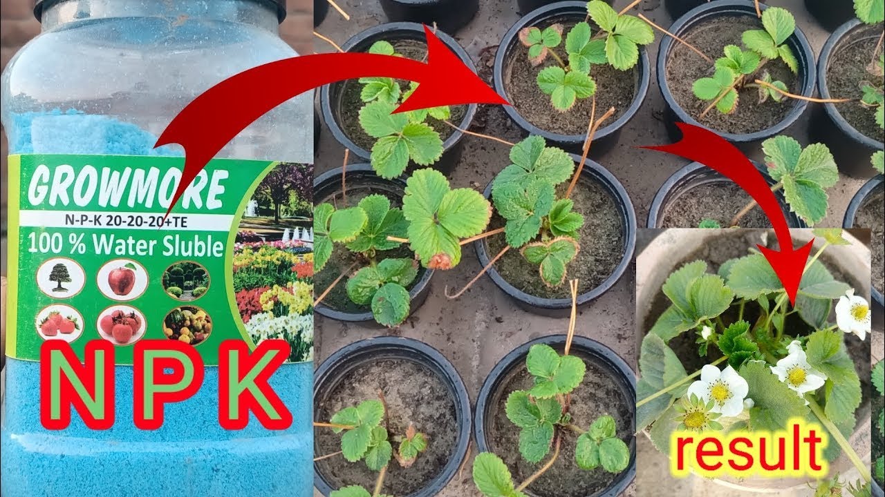 What is N P K fertilizer and how to use it.Plant growth supplement 