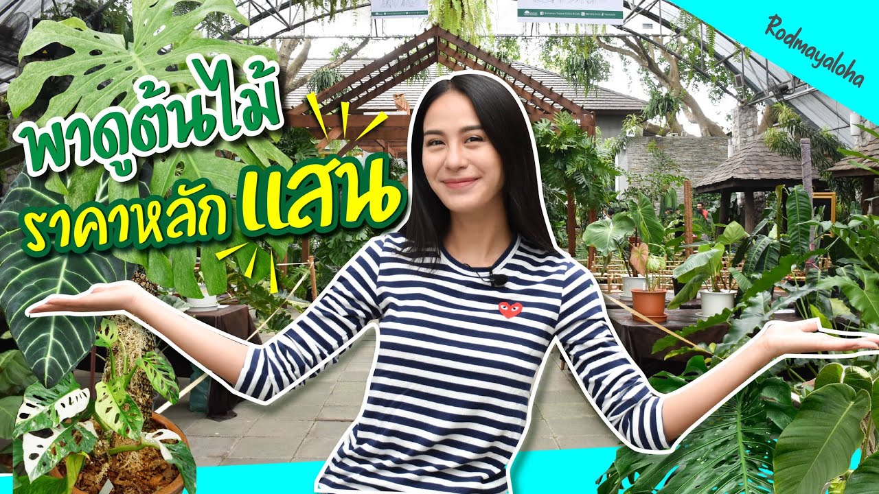 แนะนำต้นไม้ปลูกในบ้าน หายาก น่าเก็บ! [เที่ยวง่ายๆ สไตล์รถเมล์]