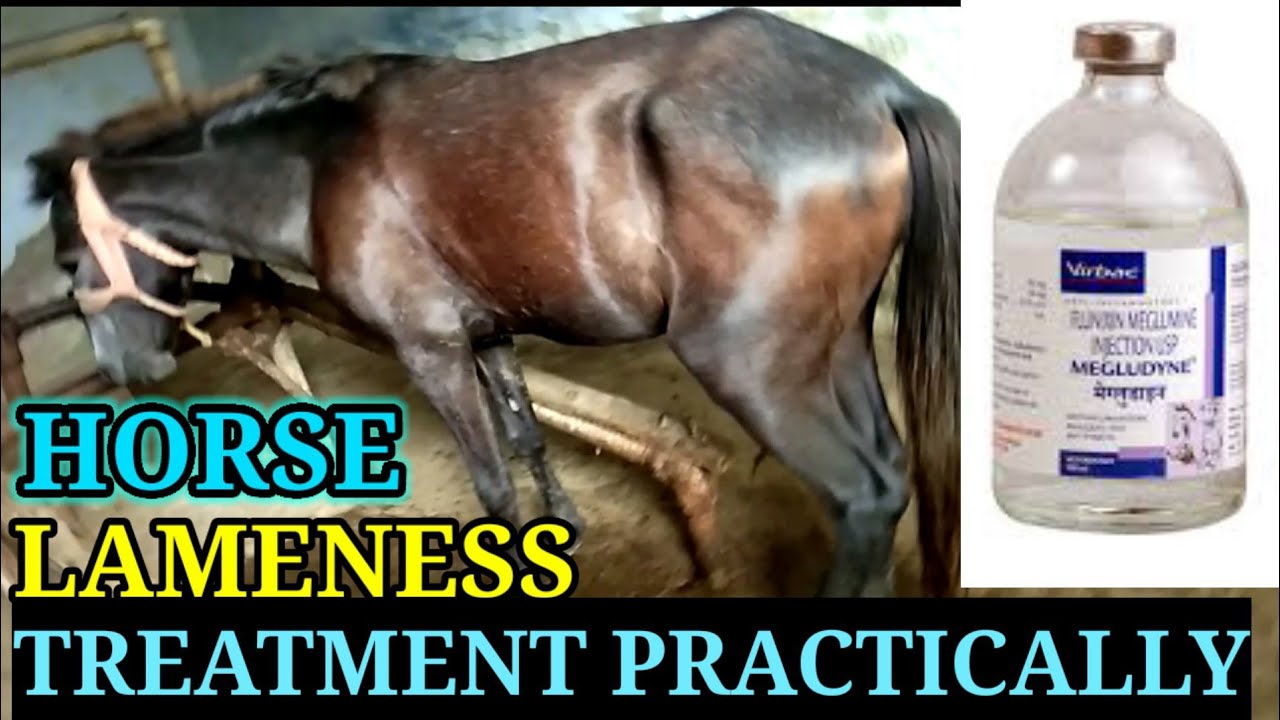 Horse Lameness Treatment Practically/ Equine Lameness Treatment/ घोड़े के लंगड़ेपन का इलाज कैसे करें