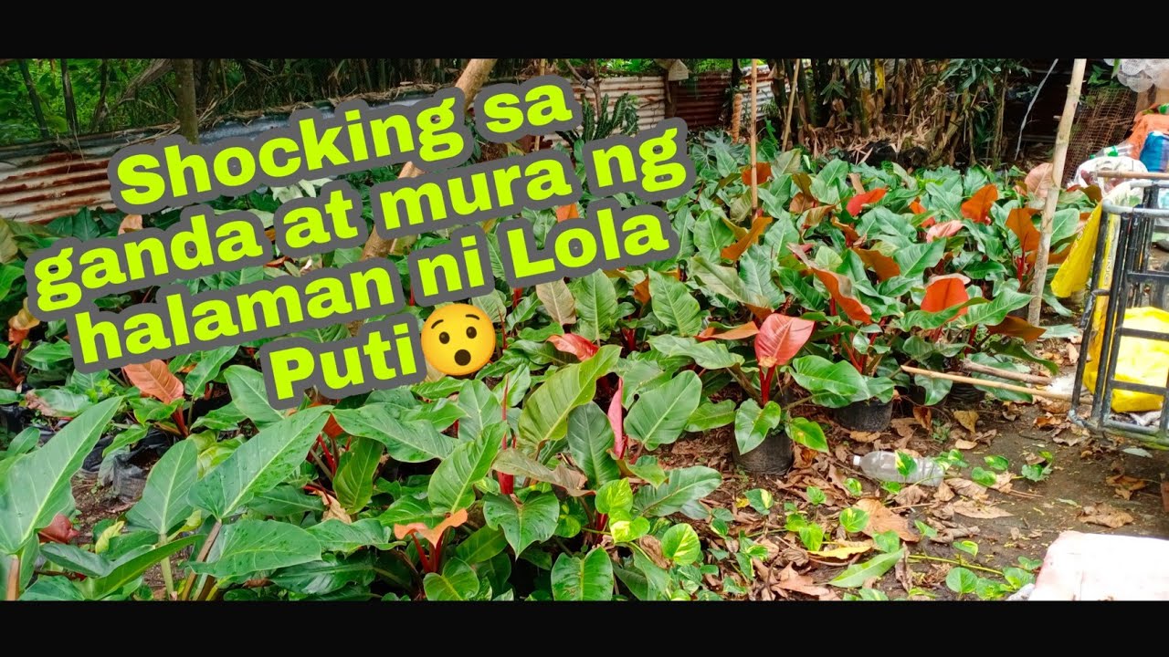 Abot kayang mga halaman sa garden ni Lola Puti! #plantita #gardentour