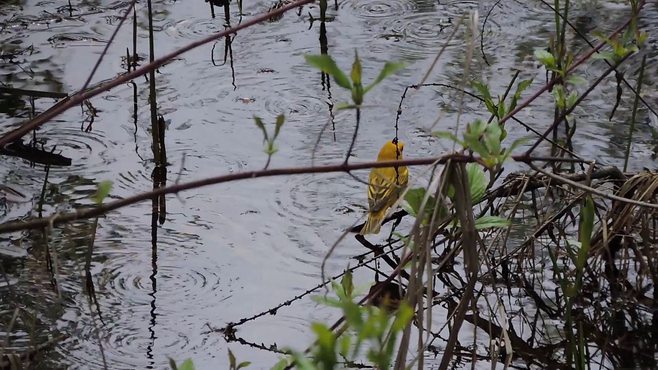 Paruline jaune