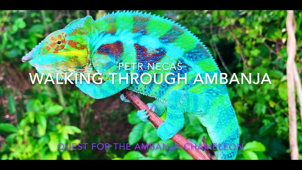 Walking through Ambanja   Quest for the Ambanja Panther Chameleon