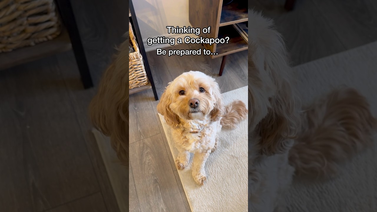 How to Be Prepared for a Cockapoo 😳