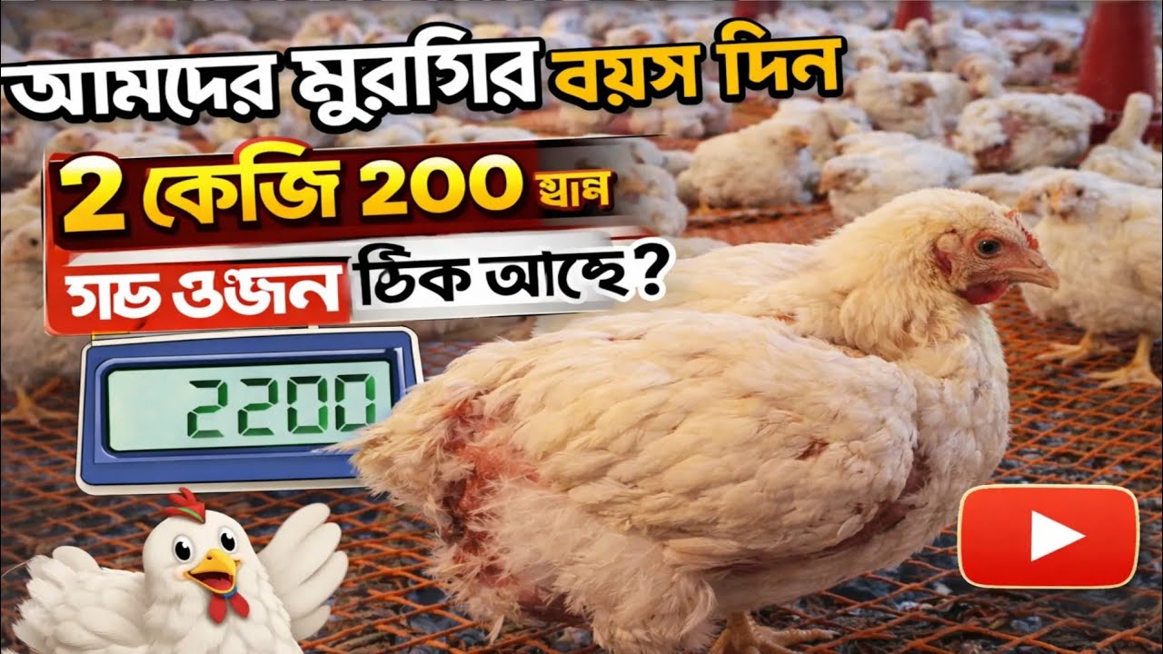 বয়লার মুরগির ৩২ দিন #আকাশ শখের খামার @ShokherKhamar @-krishighar6658@bismillahagro@কৃষিখামার