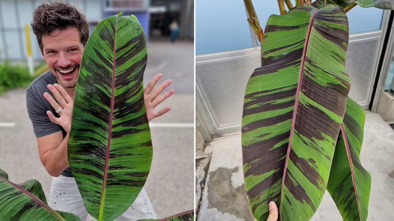 Ships 4/28/25 Roberta's 1Pc Hardy Ever Red Banana Tree Live Plant on QVC