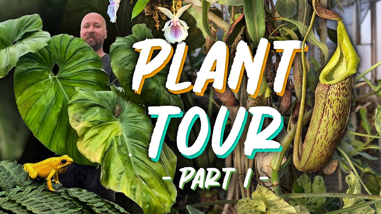 Rare Plant Tour Inside Our Tropical Jungle Greenhouse | Part 1