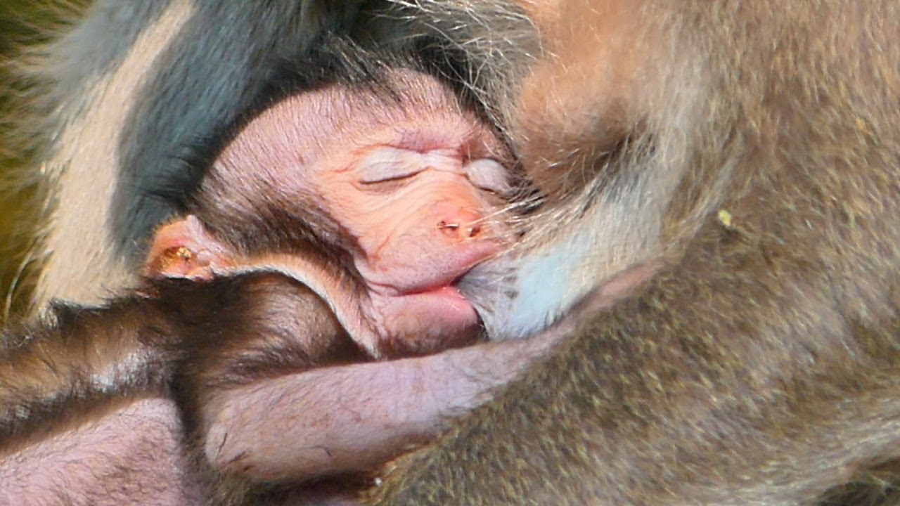 So adorable cuties baby Jagger fall drinking sweet milk mommy until fall sleep well.