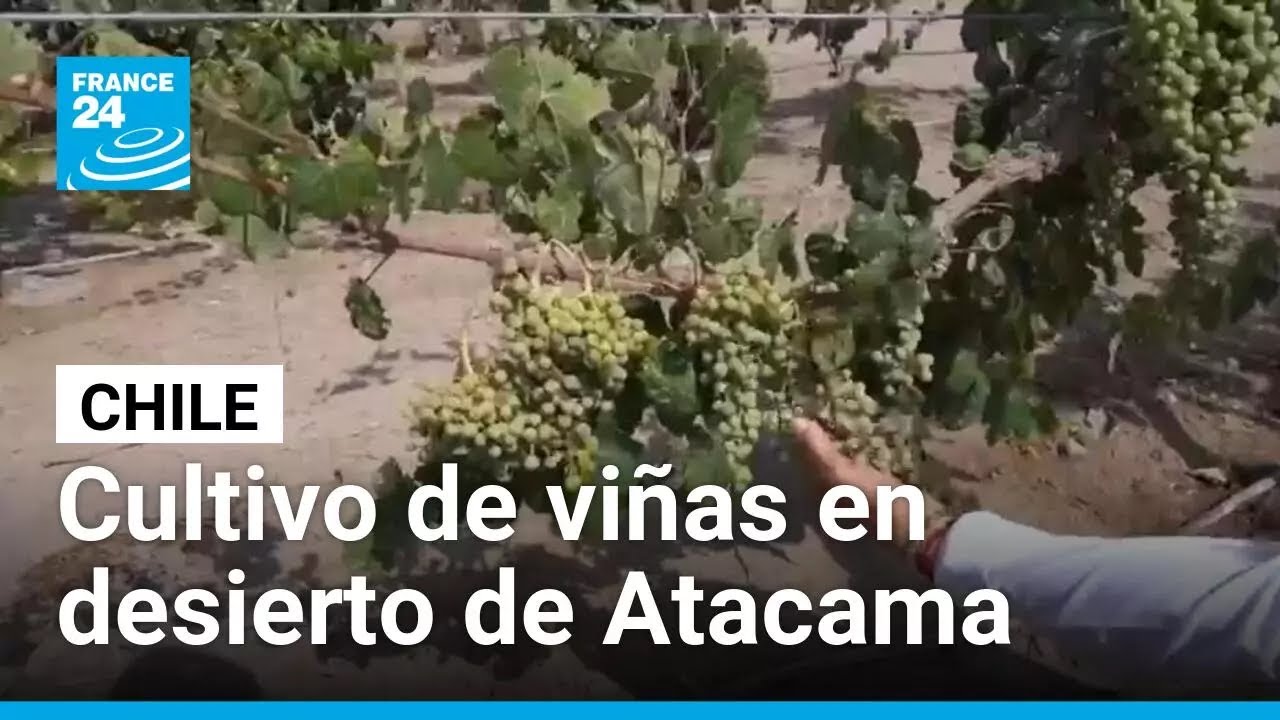 Cultivo de viñas en el desierto de Atacama, el más árido del mundo