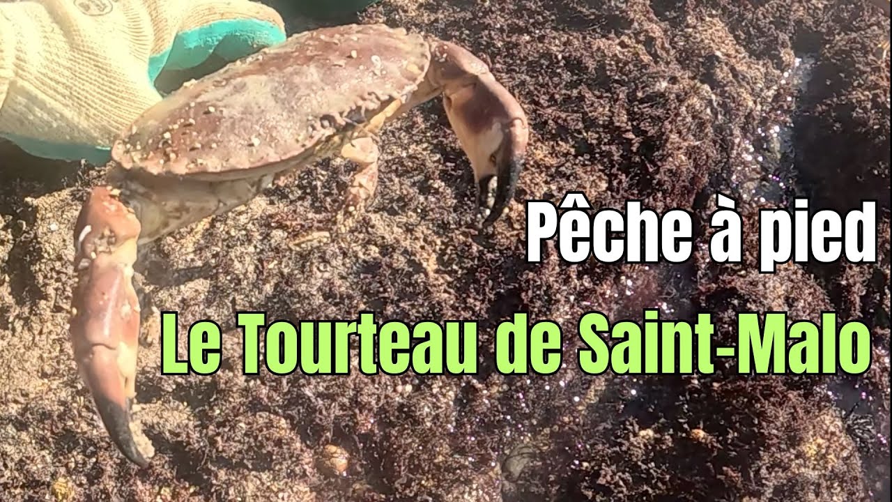 Gros Tourteau en Pêche à pied aux grandes marées