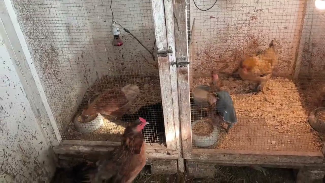 Отучаю квочек от гнезда. Сколько сегодня яиц.