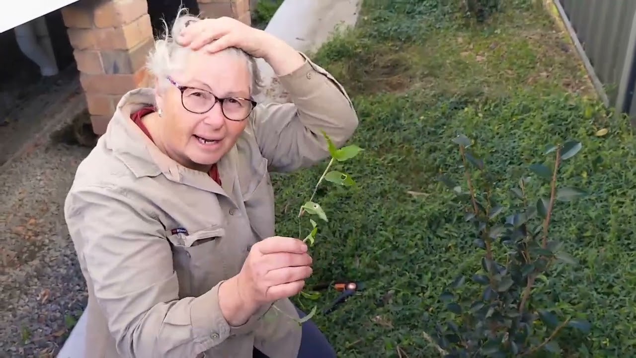 Pruning Kim's Sasanqua Camelias year 2.