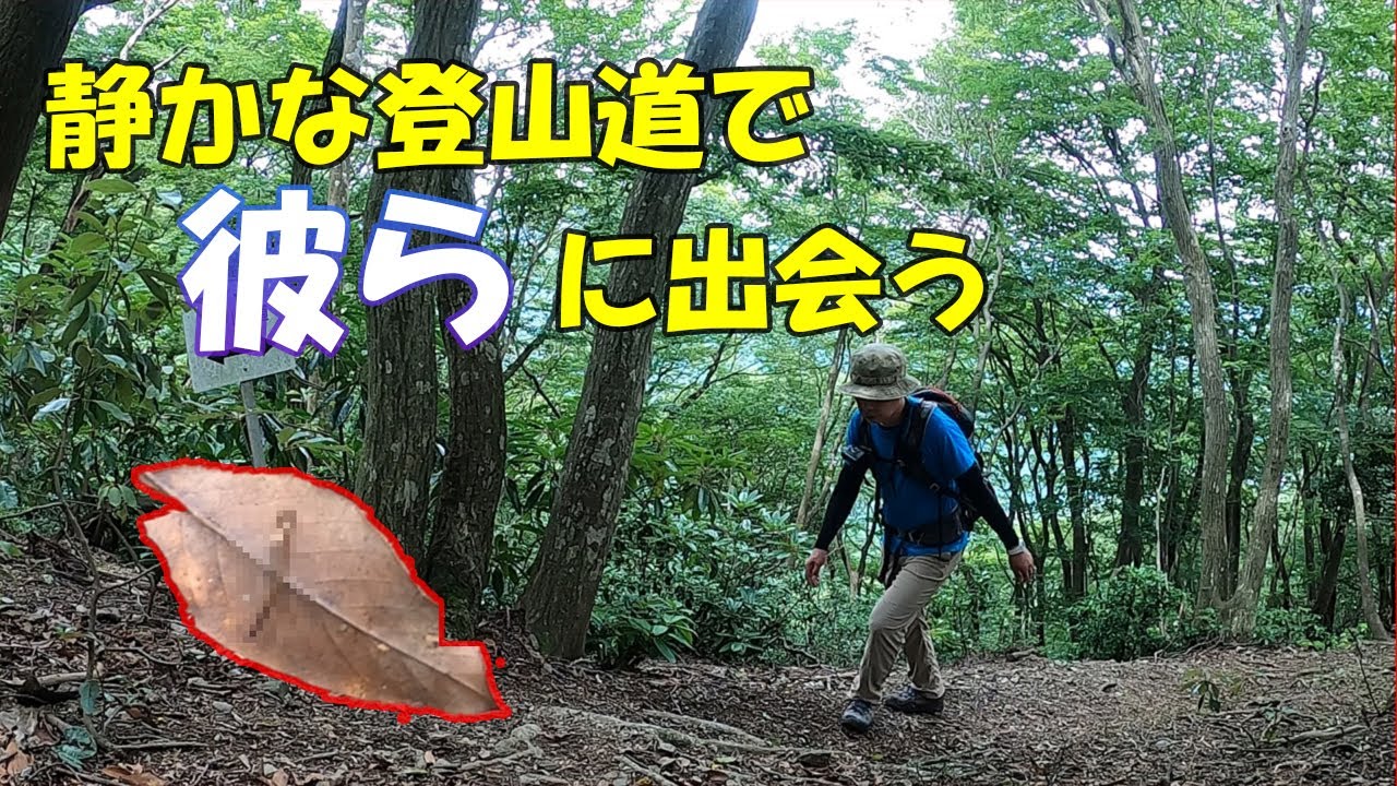 【登山】鈴鹿山脈にある烏帽子岳を静かに登るはずだったのに・・・