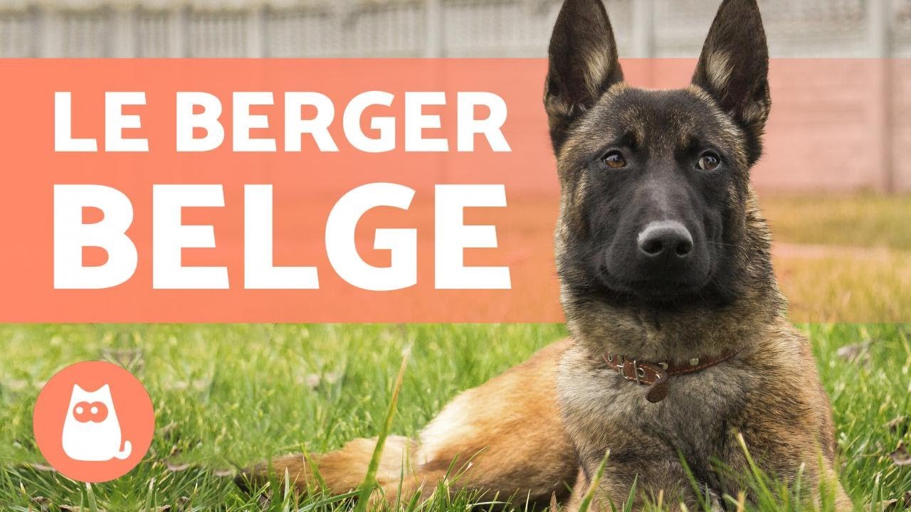 TYPES DE BERGER BELGE - Noms et curiosit&eacute;s