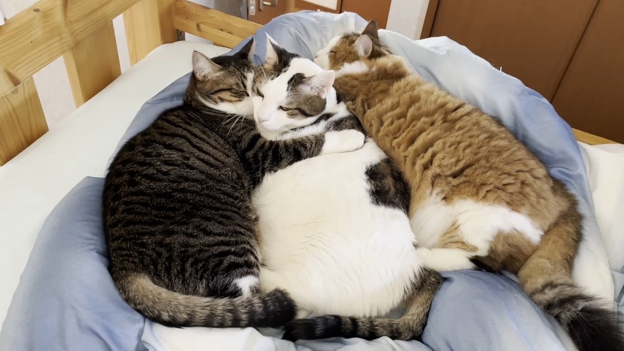 娘の膝の上で猫団子になるひのき