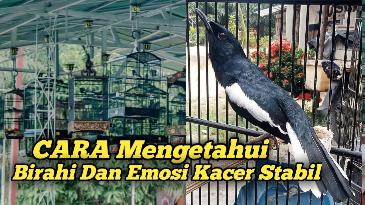 CARA MENGETAHUI BIRAHI DAN EMOSI KACER BISA STABIL