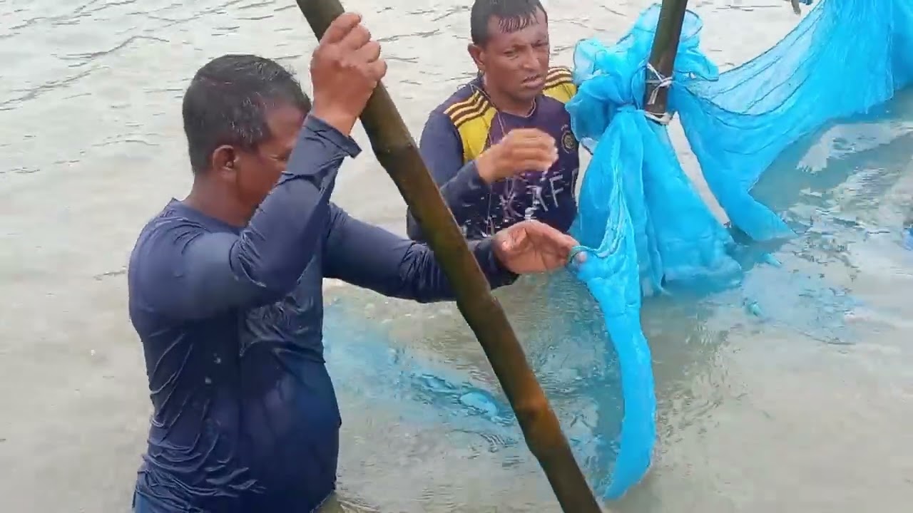 পুকুরে ছোট ছোট চারা মাছ ধরা দেখুন-Watch small fish catch fish in the pond.