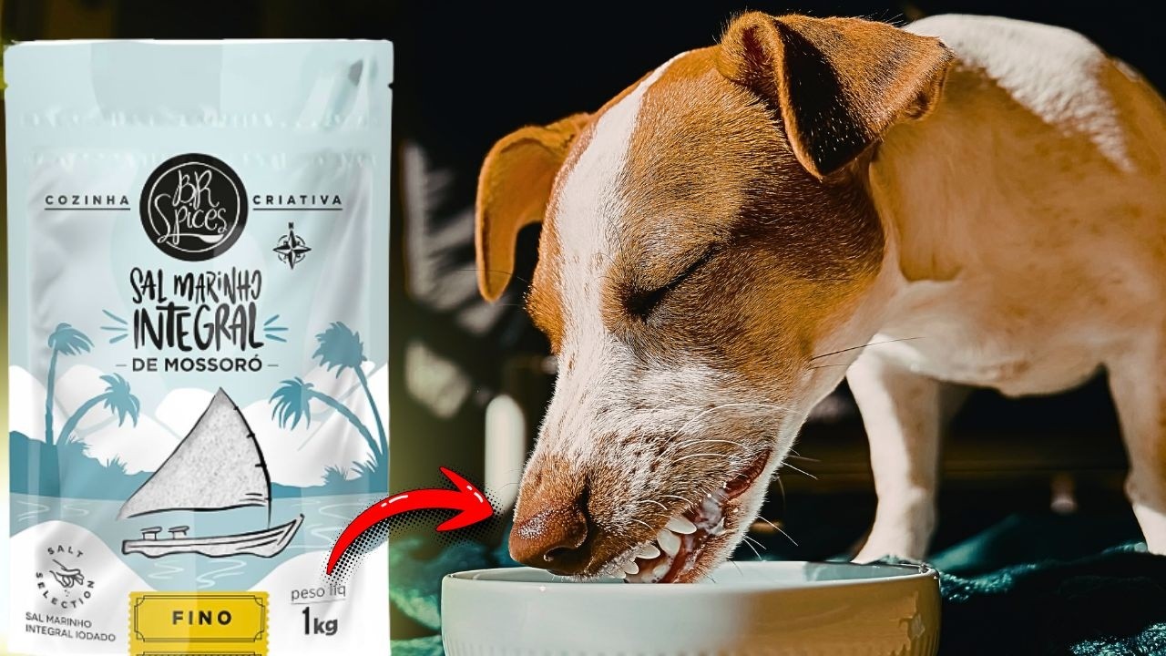 COMIDA SEM SAL OU ADICIONAR SAL NA ALIMENTAÇÃO DO CACHORRO