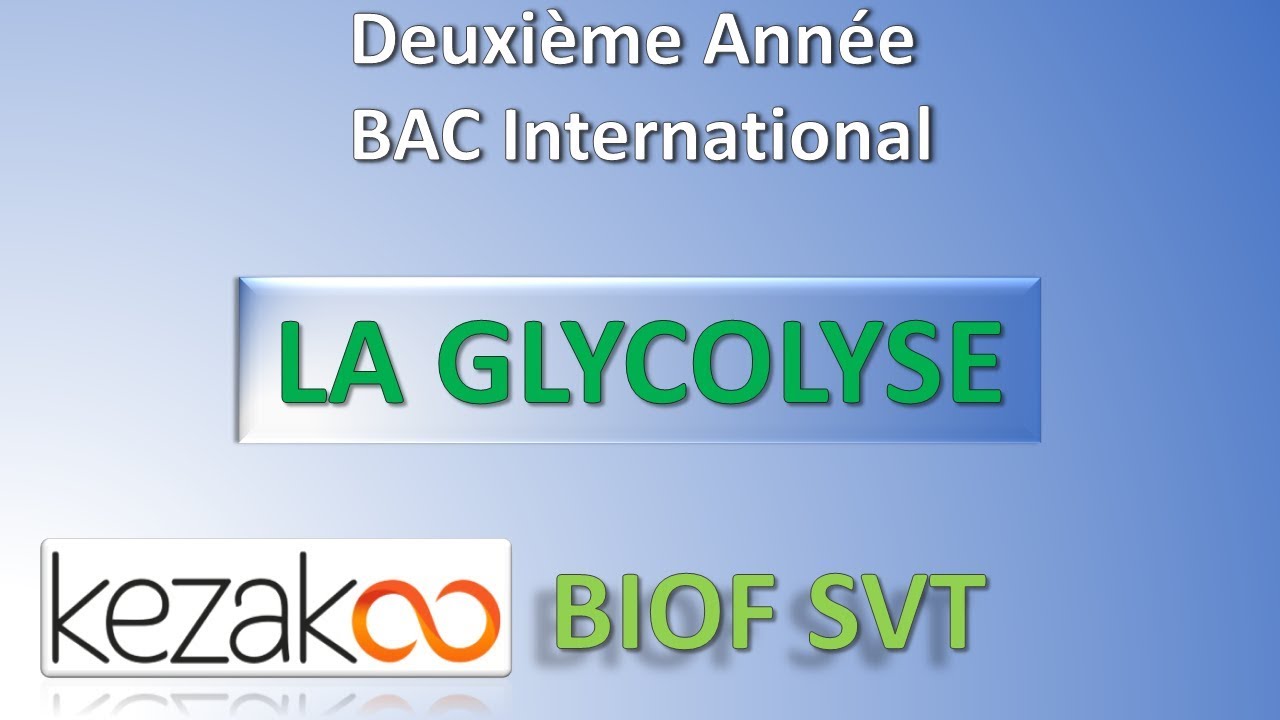SVT 2 BAC International : LA GLYCOLYSE