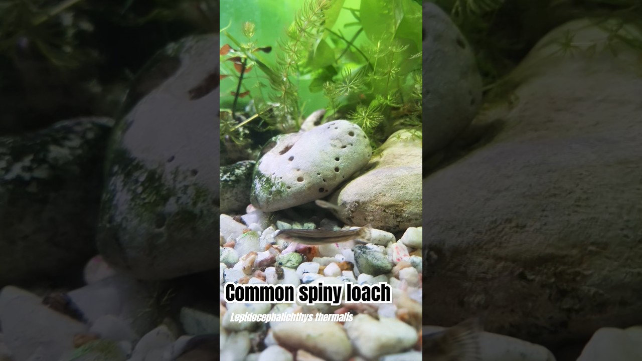 Common spiny loach