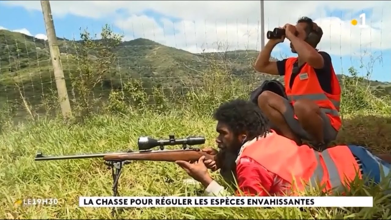 Contrôle des cerfs par la Régulation professionnelle (NC 1ère - Info soir 27 septembre 2022)