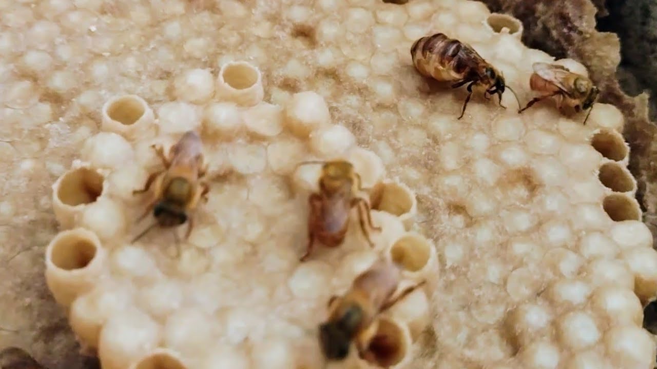 Método 2x1 de multiplicação (divisão) de colônias de bugias, ou uruçu-amarela (Melipona mondory)