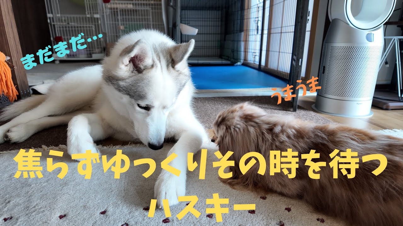 おやつを食べる為の努力が報われたハスキー