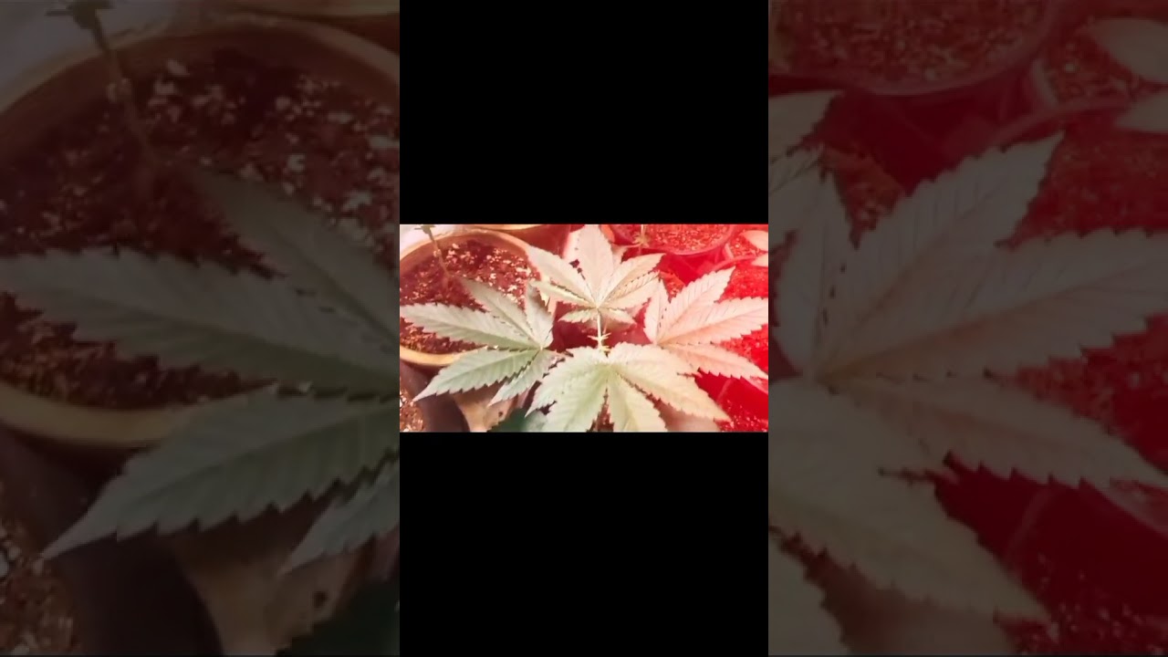 irresistible_indica A room full of beautiful genetics 😍 Day 28 &bull; Strawbury &bull; Kushbury &bull;++