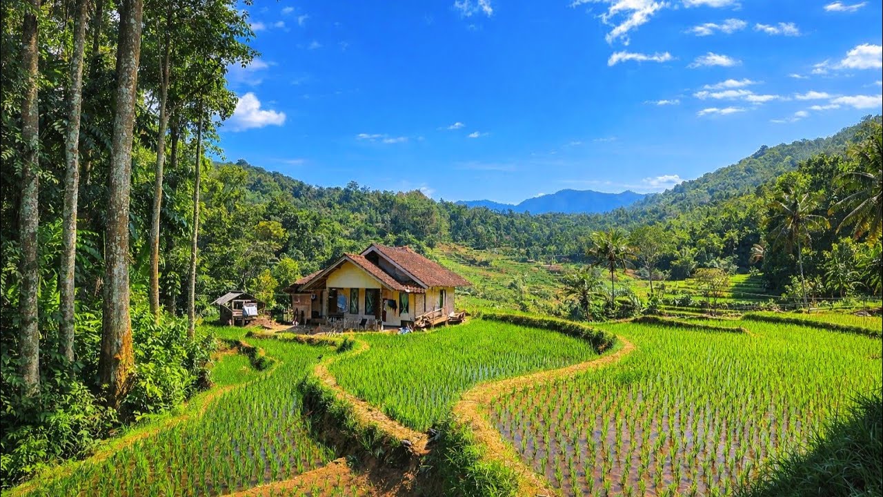 Hidup Di Pedesaan..Rumah Terpencil Di Tengah Sawah Dekat Hutan 
