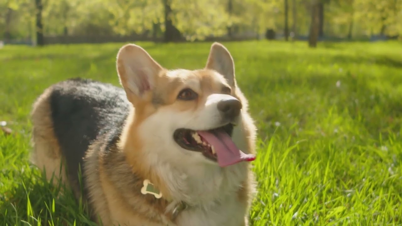 Dog Relaxation Music│Puppy Peace Sounds
