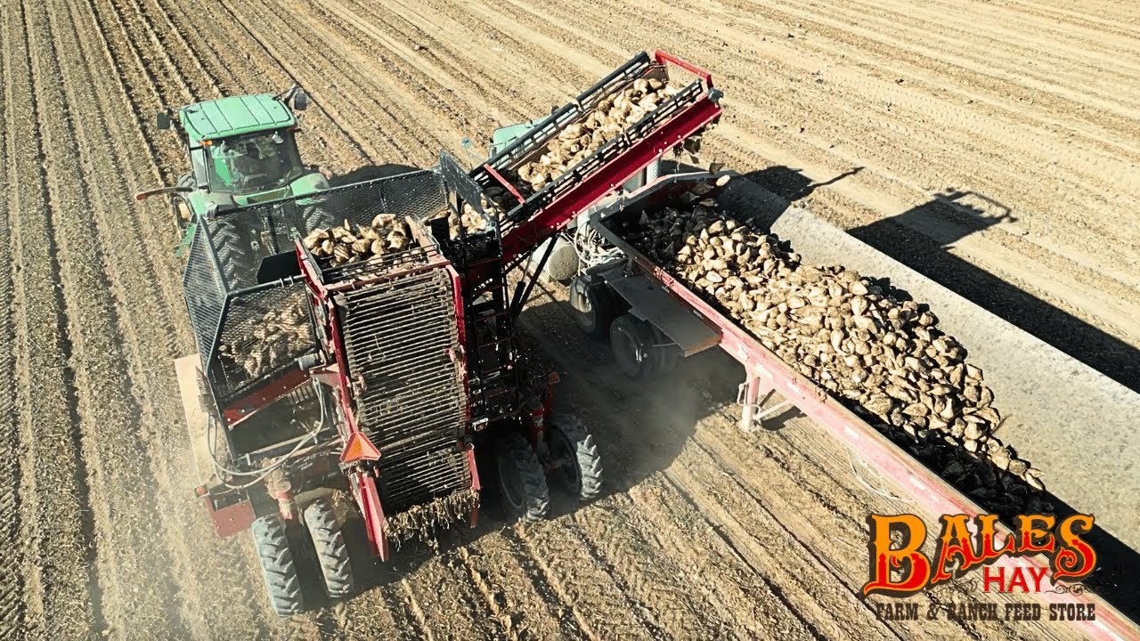 Sugar Beets for Sweet Milk