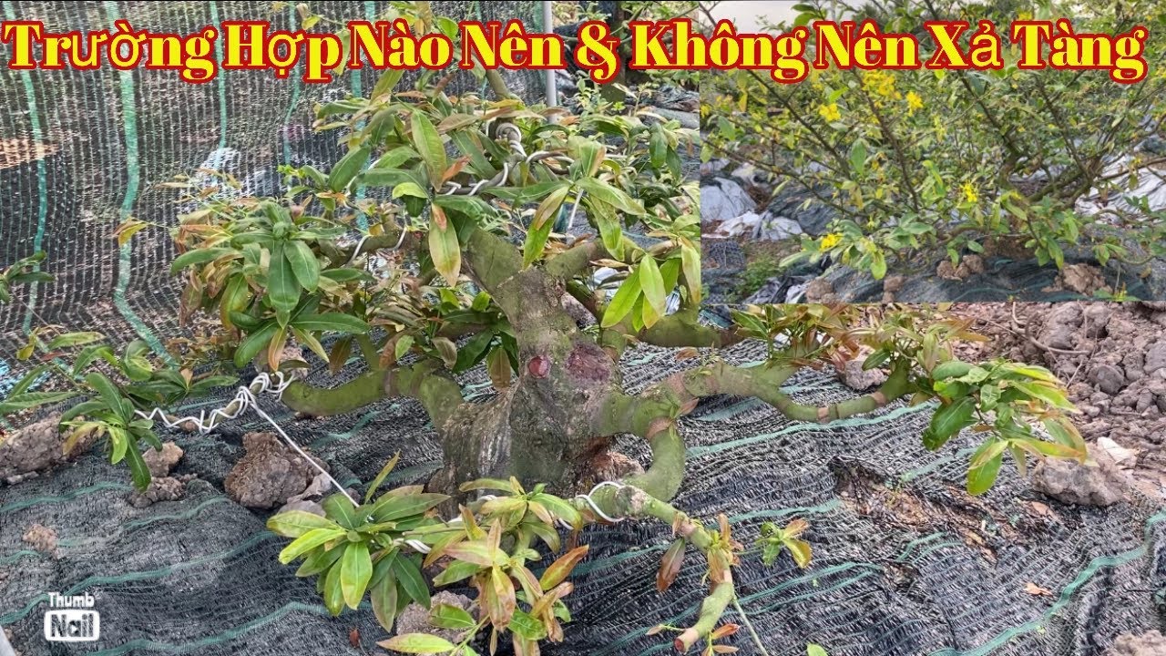 Chia sẻ những cây xả tàng và không nên xả tàng cho AE mới chơi