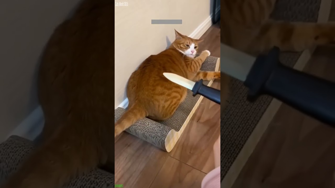 Cat Funny Videos 😻 Cats Being Cats 🐕 # Episode 5297