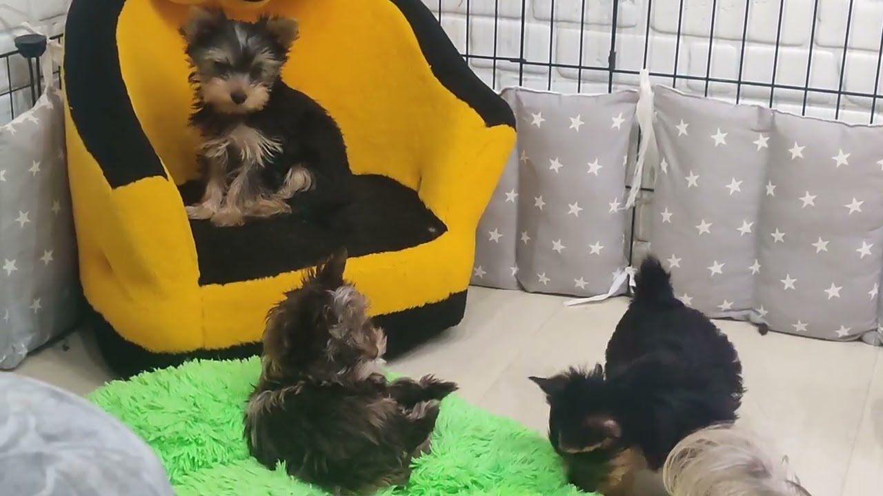 Мои малыши,лапушки🤗🥰🐾 Продажа щеночков доставка по миру+79788972514