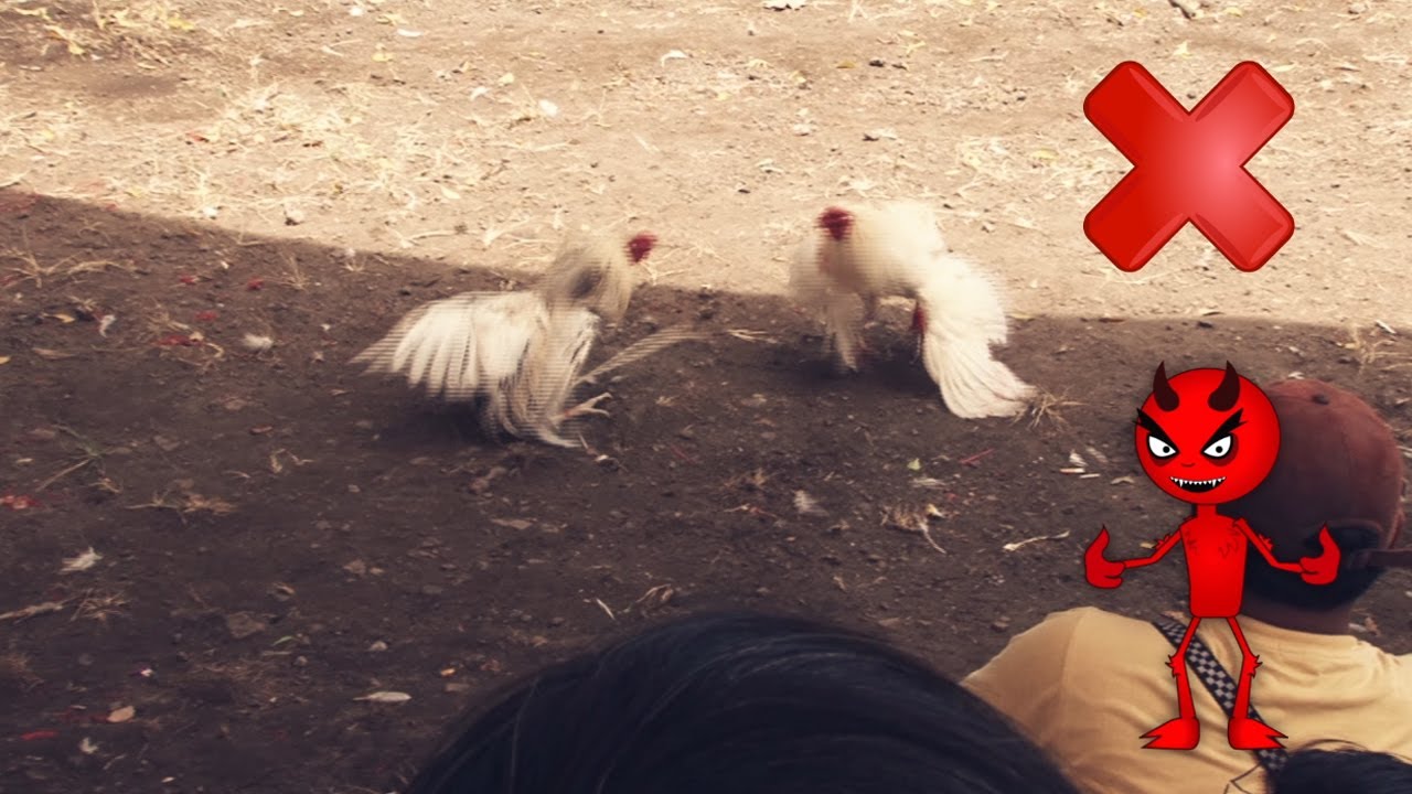 التعامل مع الحيوان - Treatment of animals