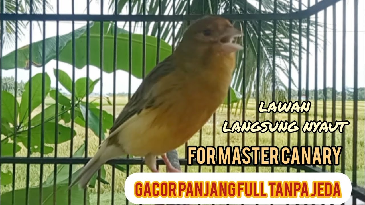 KENARI GACOR PANJANG UNTUK MASTER