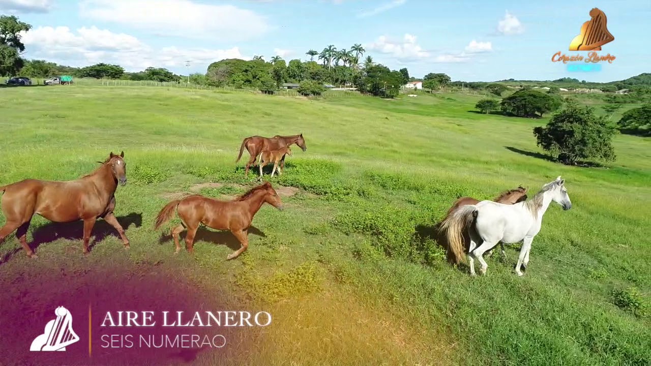 SEIS NUMERAO | AIRE LLANERO