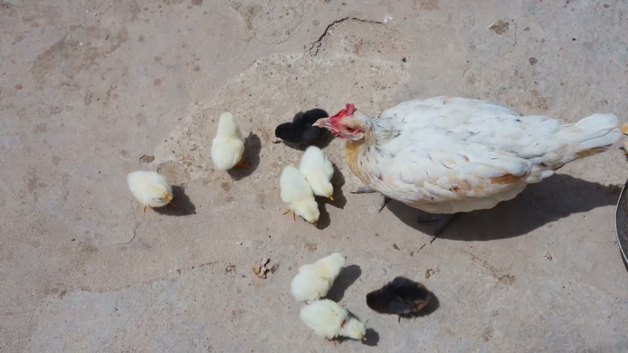 How a Mother Hen Feeds Her Baby Chicks - Close Up