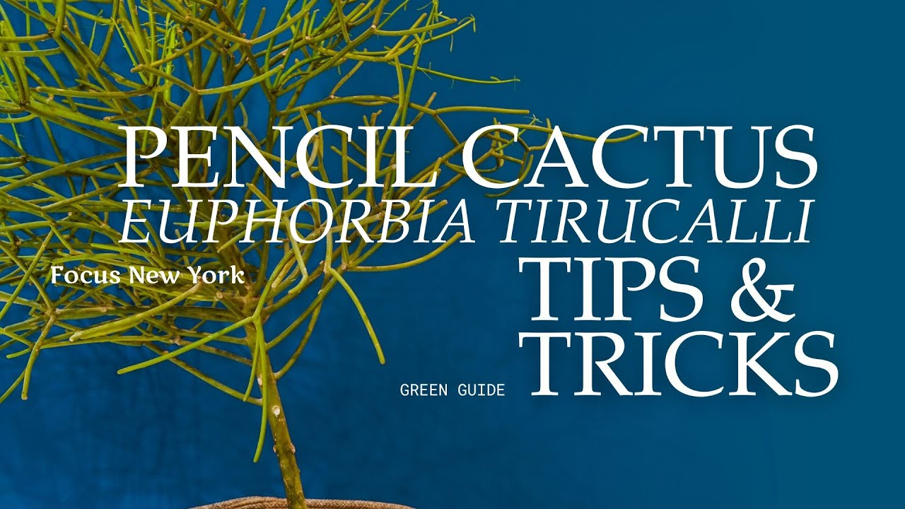 Как ухаживать за кактусом-карандашом в помещении | Руководство по Euphorbia tirucalli